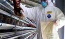 Cảnh giác với gà “rù” truyền bệnh cúm A H5N1
